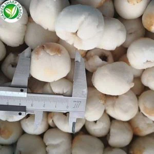 Frutto di litchi congelati