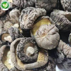 Funghi Shiitake secchi vicino a me