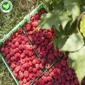 Lamponi Di Frutta
