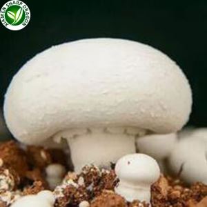 Vantaggi dei funghi bianchi