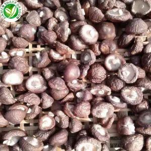 Il prezzo dei funghi shiitake secchi per kg
