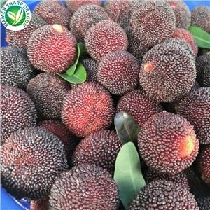 Bayberry all'ingrosso
