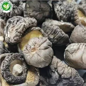 Funghi secchi vicino a me