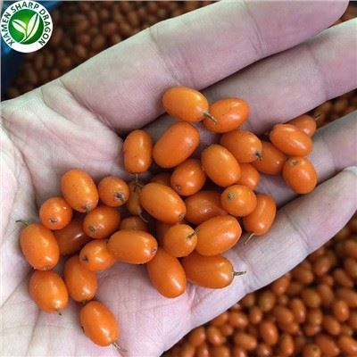Bacche Frutta Olivello spinoso Prezzo